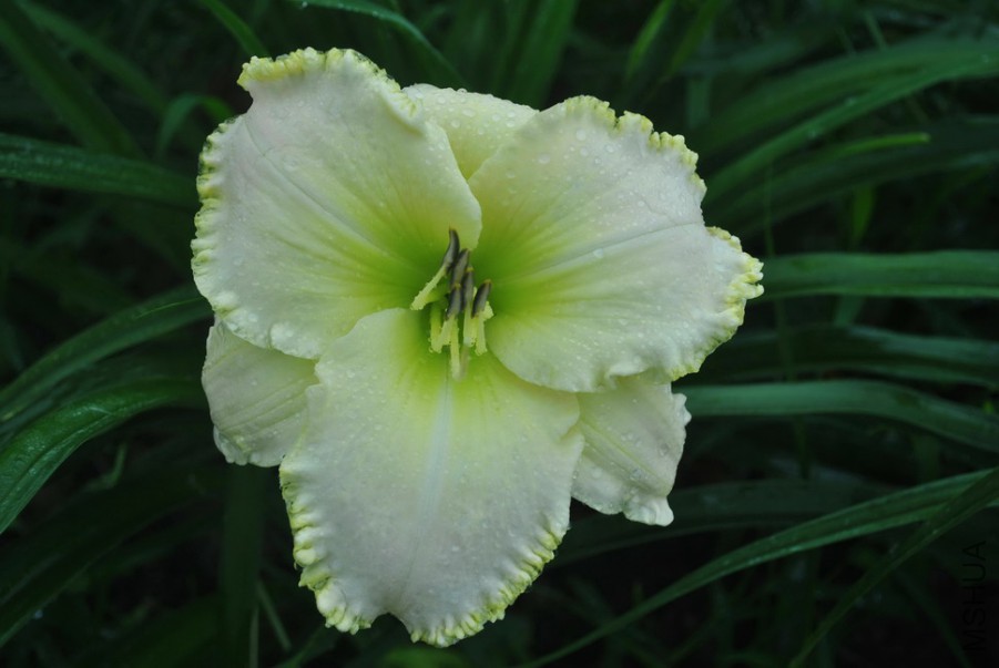 F1��998������� (1).jpg