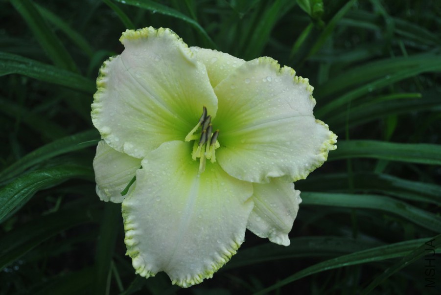 F1��998������� (4).jpg