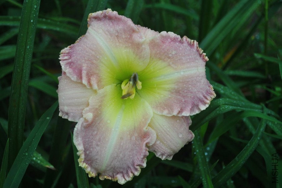 F1-779����ʵ� (10).jpg