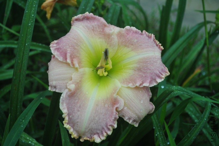 F1-779����ʵ� (7).jpg