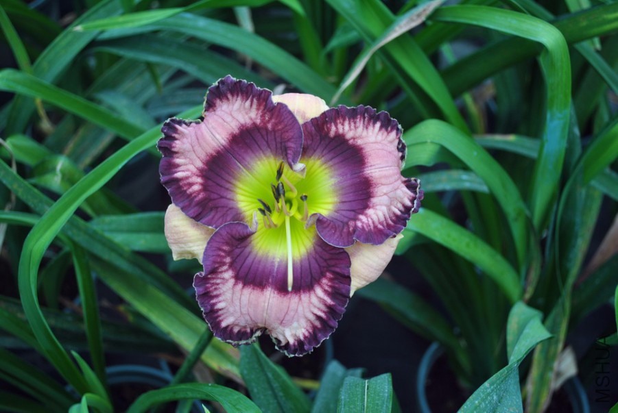 F1��952޹�²ݵ� (2).jpg