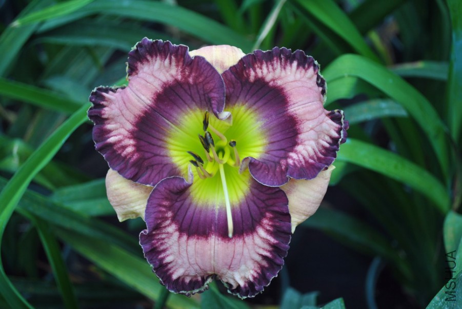 F1��952޹�²ݵ� (3).jpg