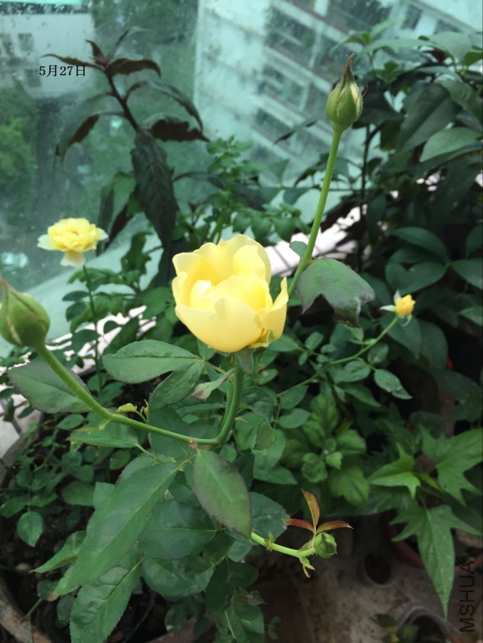 QQͼƬ20160527093025.jpg
