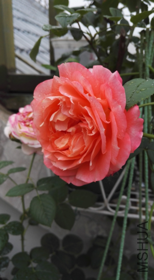 ���ۻ���