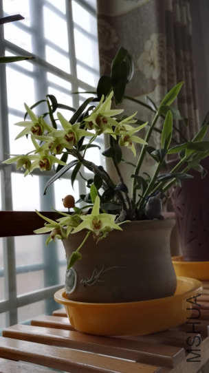 ��Ƥ����