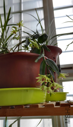 ��Ƥ����