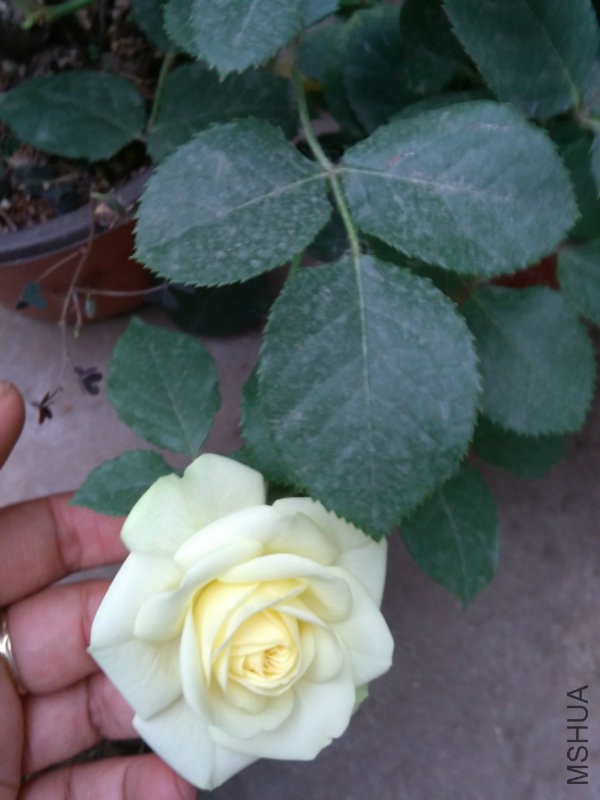 IMG_20160526_182424.jpg