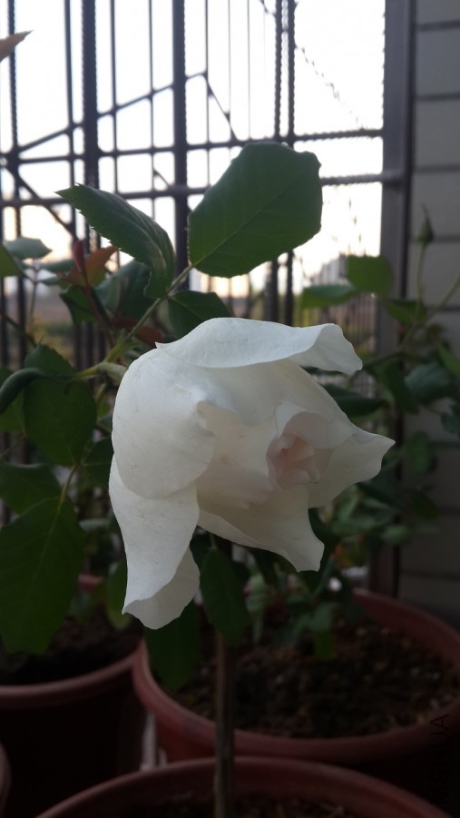 20160526_185159.jpg