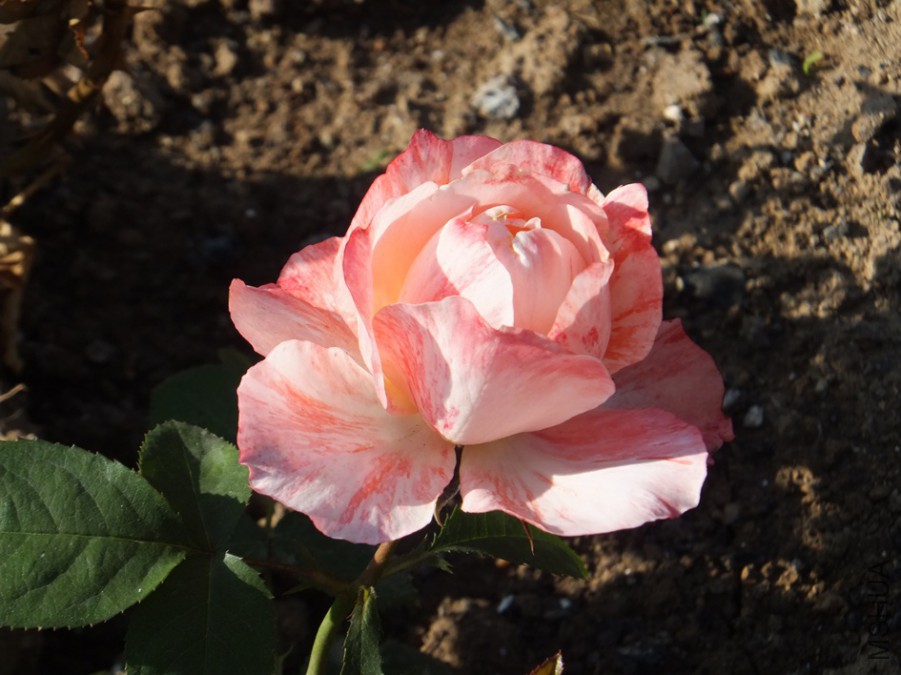 DSCF3984_����.jpg