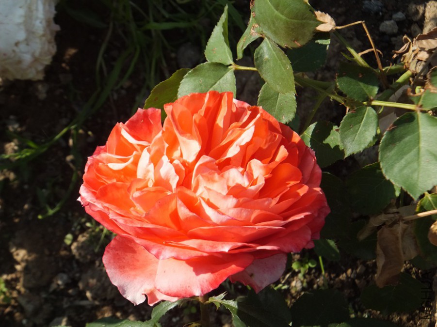 DSCF3986_����.jpg