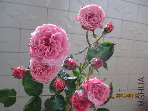 IMG_8611.JPG