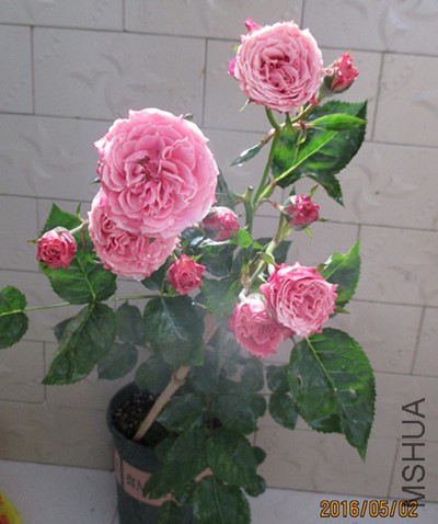 IMG_8617.JPG