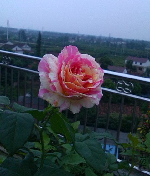 IMG_20160522_185706.jpg