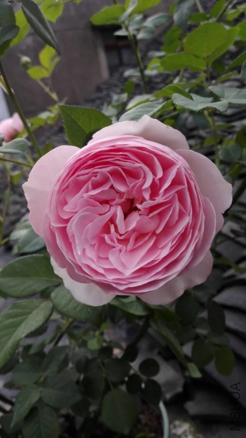 psb (9).jpg