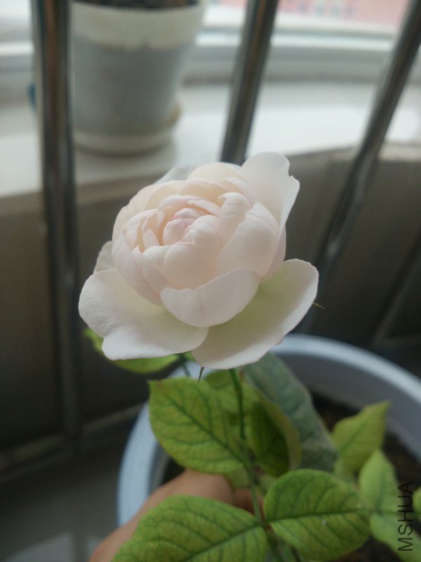 IMG_20160528_082710.jpg