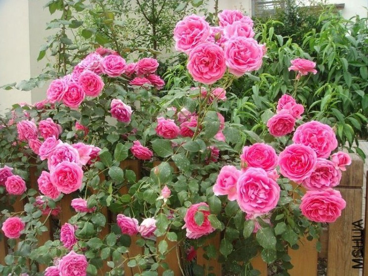 ����  ��