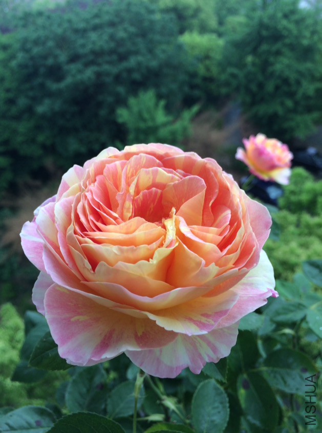 ����Ī��