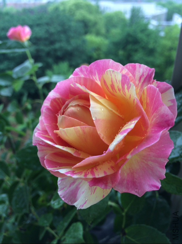 ����Ī��