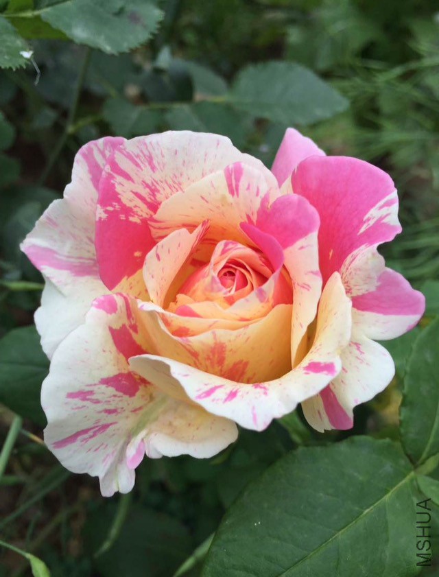 ����Ī��