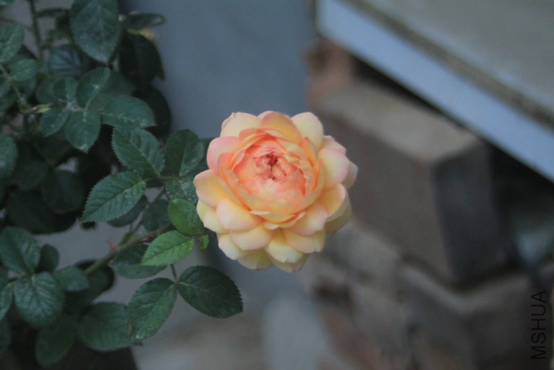 IMG_0426.jpg