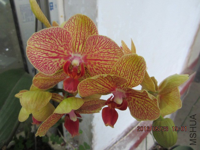 IMG_6353.JPG