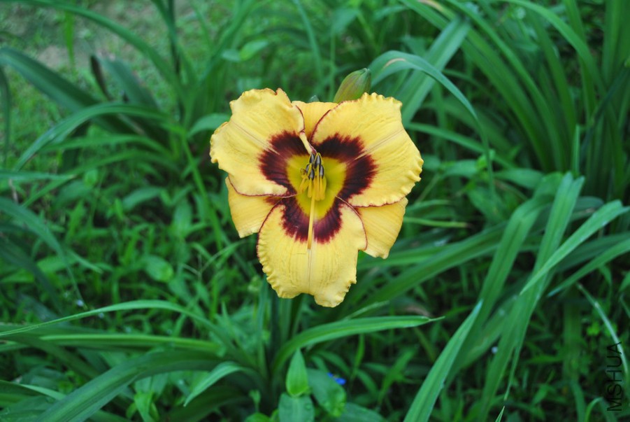 F1��970������ (3).jpg