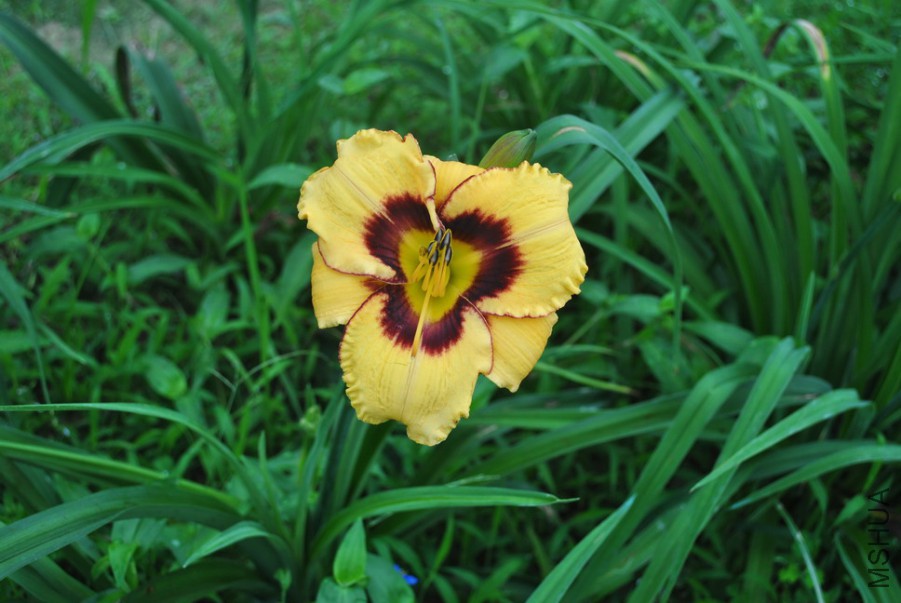 F1��970������ (1).jpg