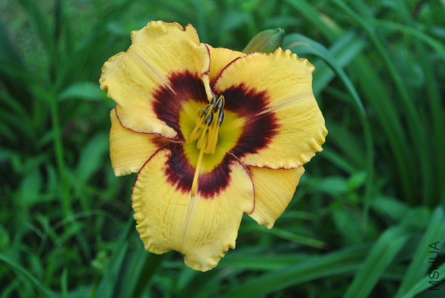 F1��970������ (2).jpg