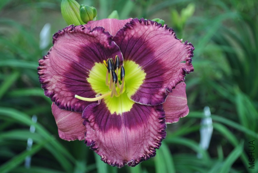 F1��1008�������� (2).jpg