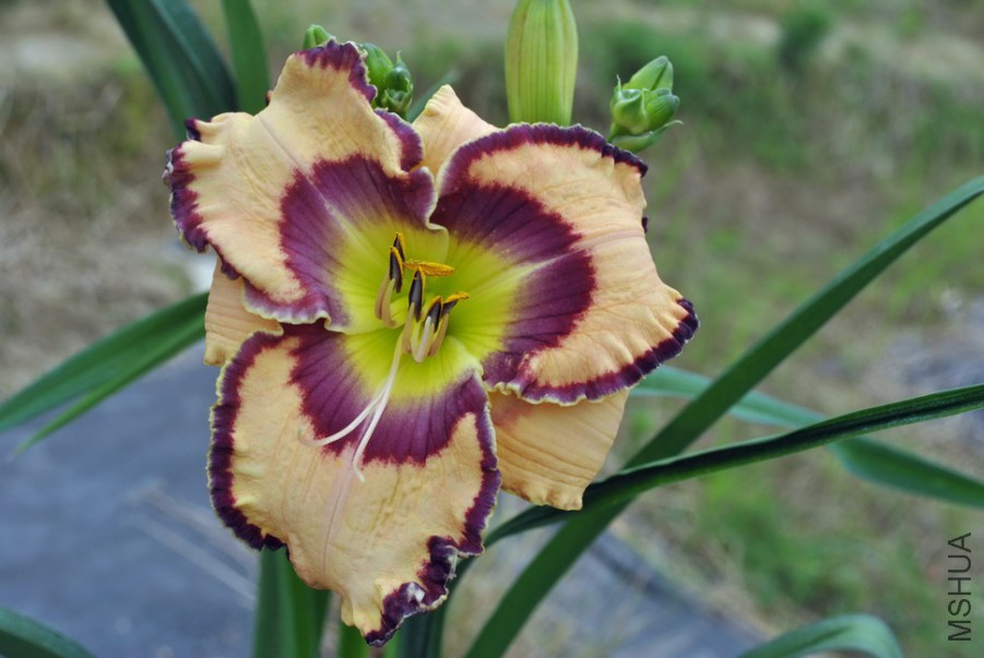 F1��934�������� (1).jpg