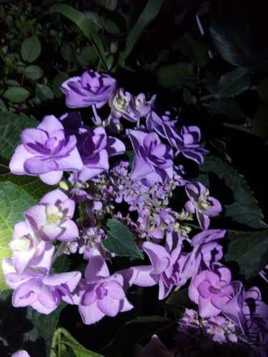 IMG_20160527_210147.jpg