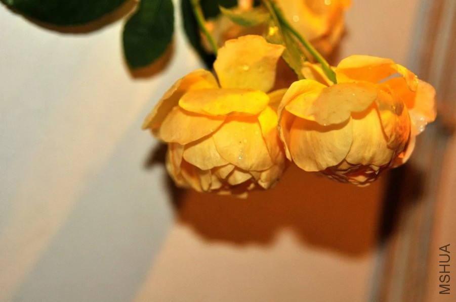psb (9).jpg