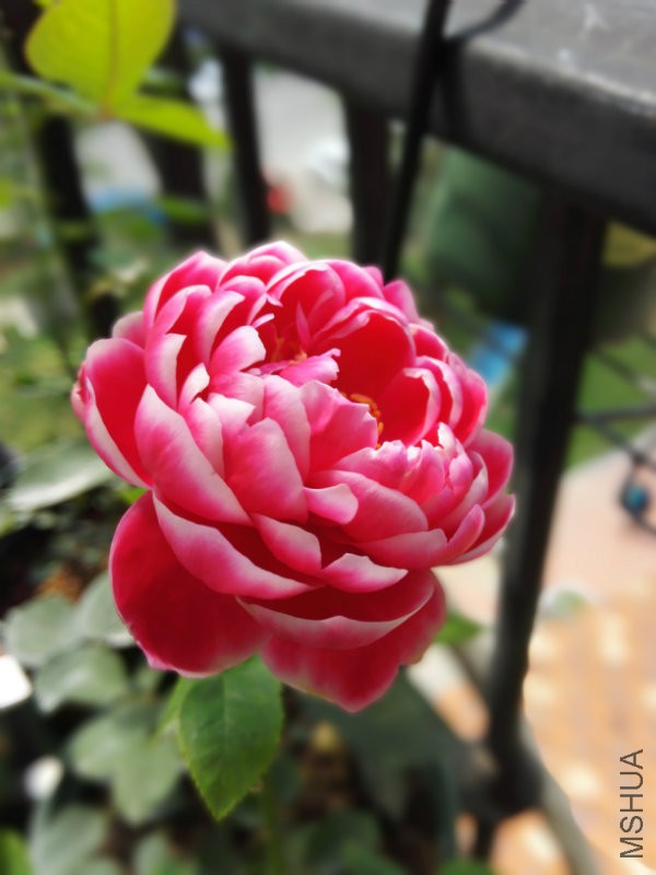 IMG_20160529_102432.jpg