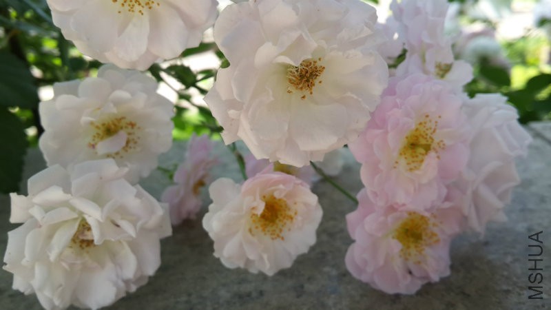 20160510_143923.jpg