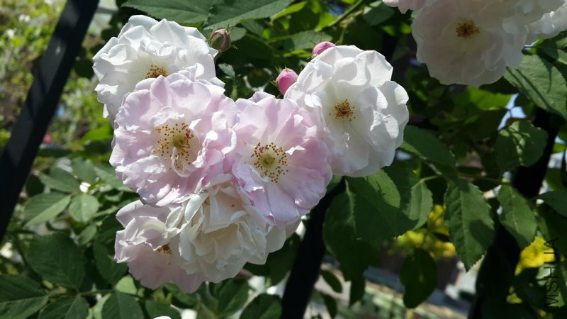 20160510_143959.jpg