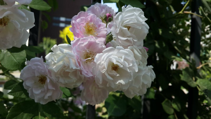 20160510_144010.jpg