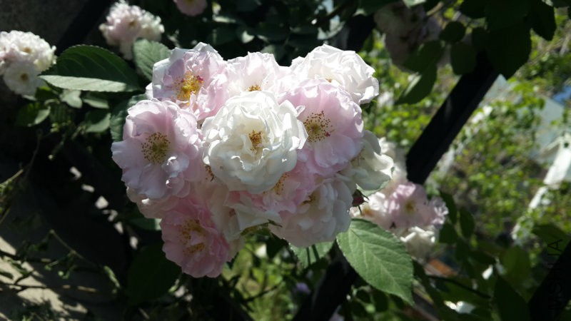 20160510_144032.jpg