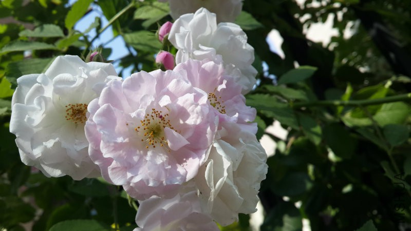 20160510_144143.jpg