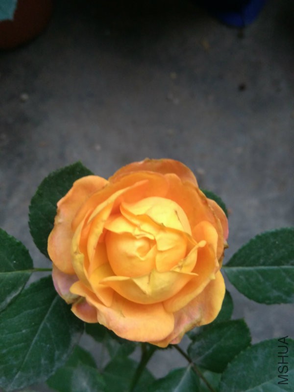 IMG_20160529_184025.jpg