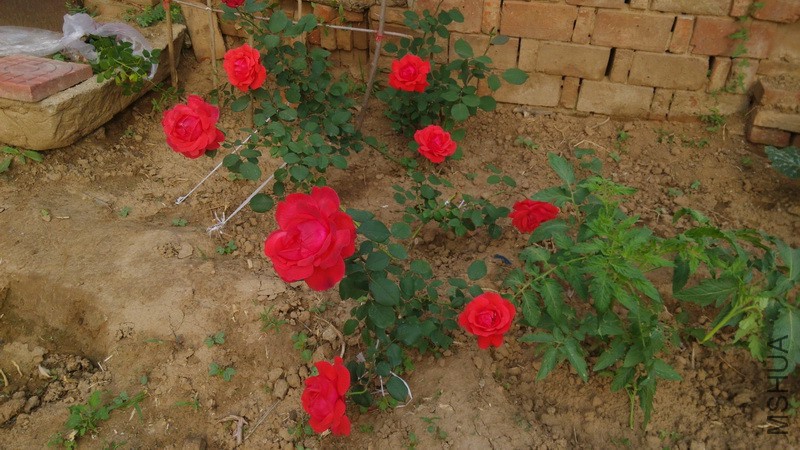 20160520_01.jpg