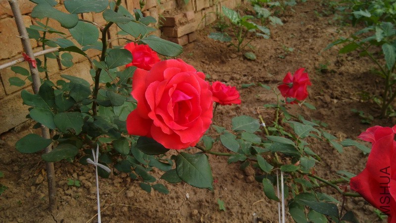 20160520_02.jpg