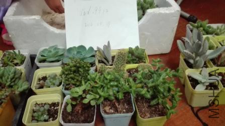 ���-����-��-��ʮ����-��ͬ-����ָ-��֦��Ҷ��ׯ