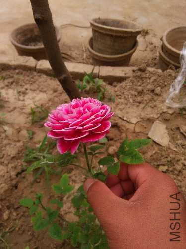 IMG20160526145410.jpg