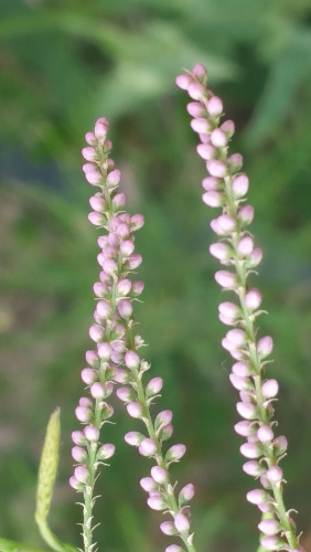 20160529_192522.jpg