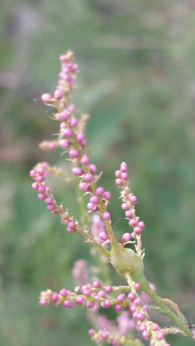 20160523_190645.jpg