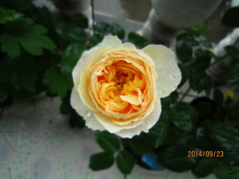 IMG_1484.JPG