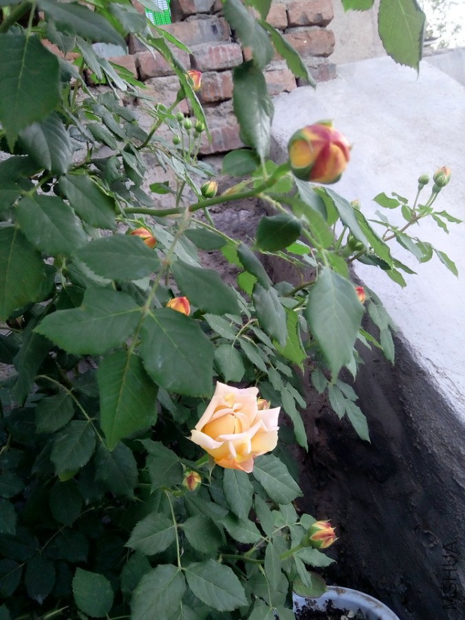 IMG_20160529_185814.jpg