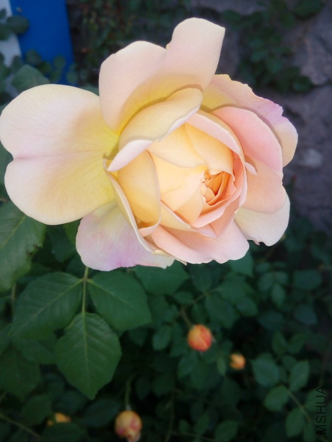 IMG_20160530_182334.jpg