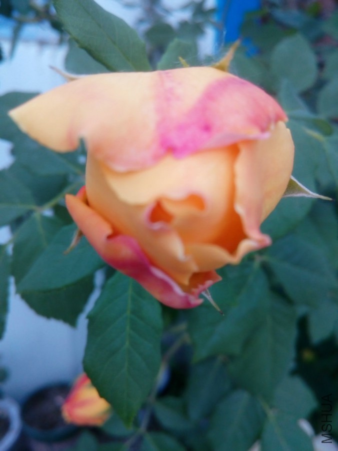 IMG_20160530_182437.jpg