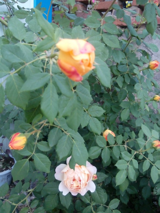 IMG_20160530_182518.jpg